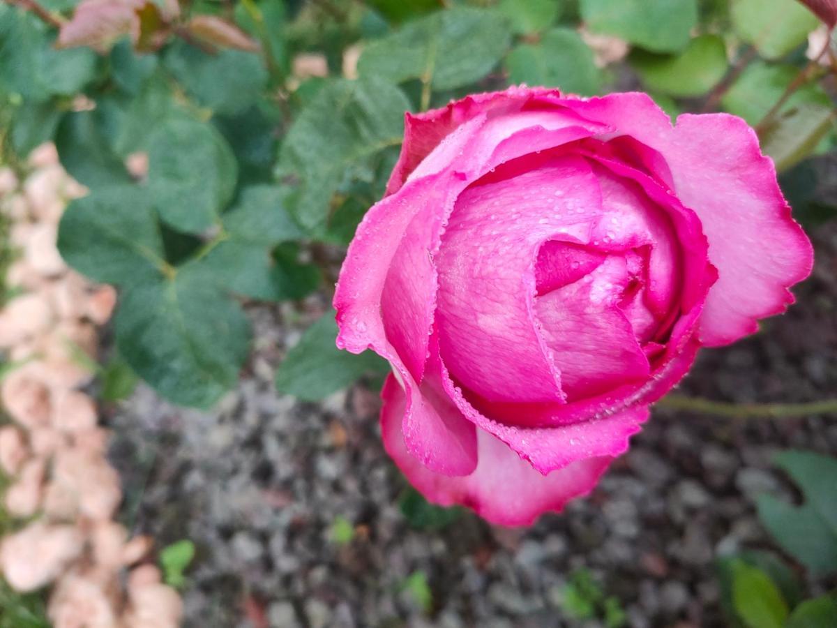 Rufus House Villa Mommio Dış mekan fotoğraf